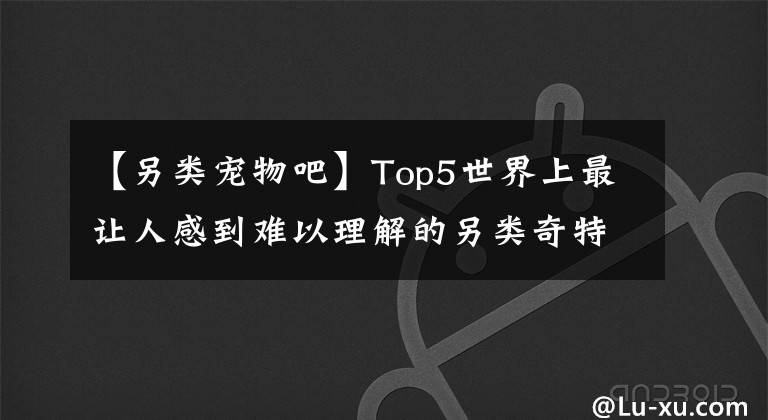 【另類寵物吧】Top5世界上最讓人感到難以理解的另類奇特寵物