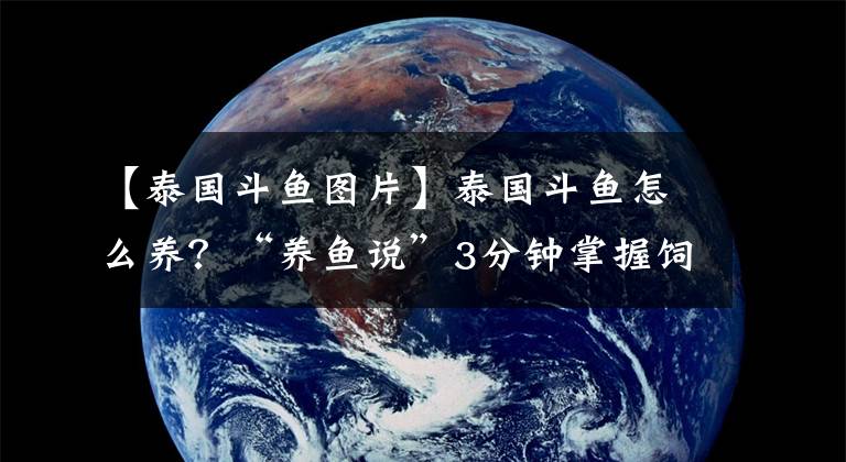 【泰國斗魚圖片】泰國斗魚怎么養(yǎng)？“養(yǎng)魚說”3分鐘掌握飼養(yǎng)繁殖+治病技巧