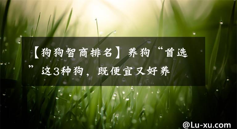 【狗狗智商排名】養(yǎng)狗“首選”這3種狗，既便宜又好養(yǎng)