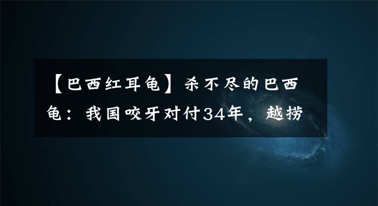 【巴西紅耳龜】殺不盡的巴西龜：我國咬牙對付34年，越撈越多還抓不到放生者？