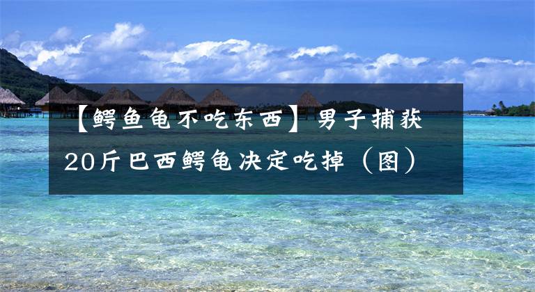 【鱷魚龜不吃東西】男子捕獲20斤巴西鱷龜決定吃掉（圖）專家：你是對的