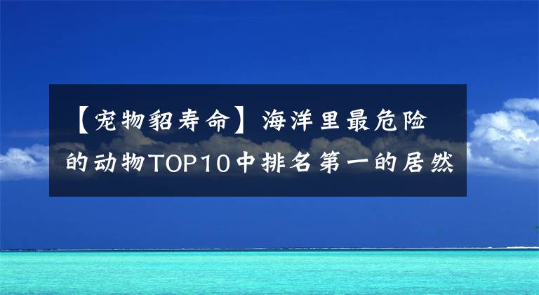 【寵物貂壽命】海洋里最危險(xiǎn)的動(dòng)物TOP10中排名第一的居然是黃貂魚