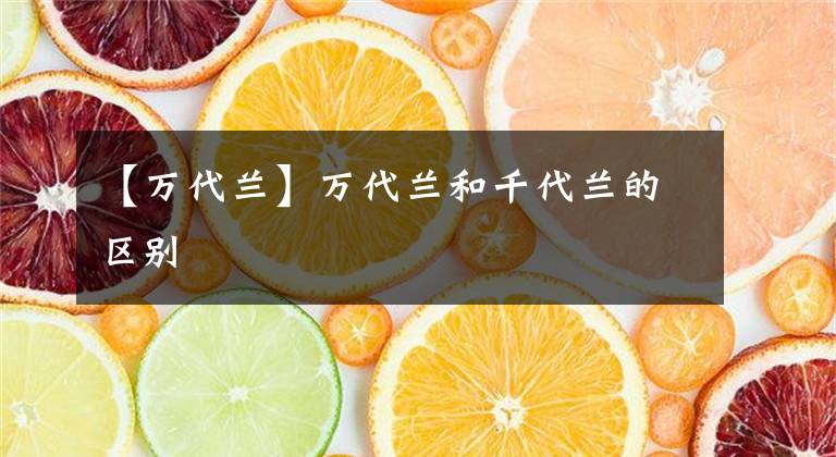 【萬代蘭】萬代蘭和千代蘭的區(qū)別