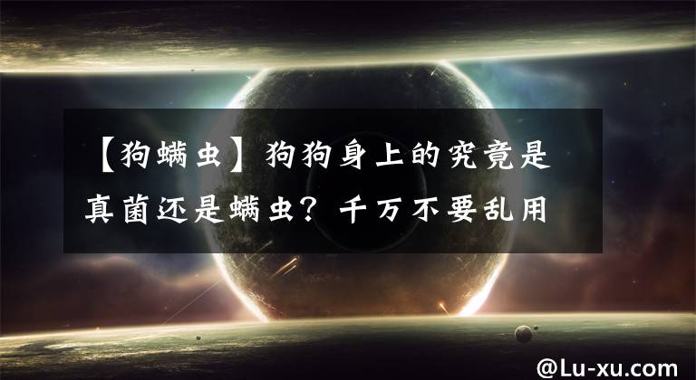 【狗螨蟲】狗狗身上的究竟是真菌還是螨蟲？千萬不要亂用藥！