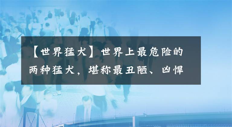 【世界猛犬】世界上最危險(xiǎn)的兩種猛犬，堪稱最丑陋、兇悍的怪異殺手