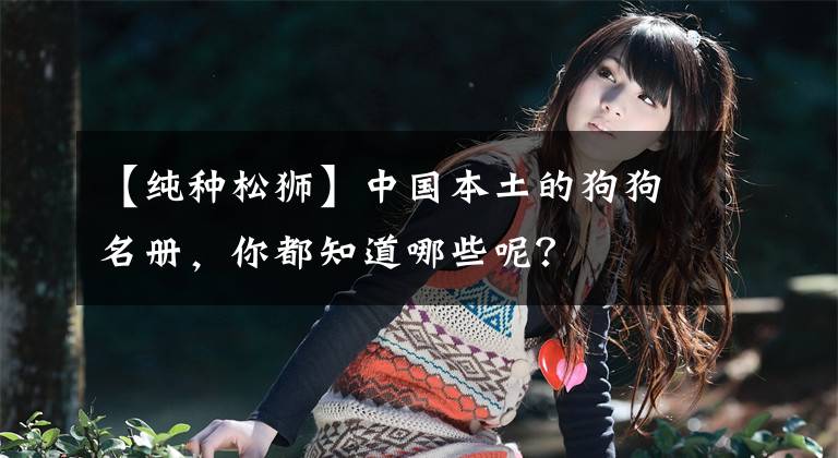 【純種松獅】中國本土的狗狗名冊，你都知道哪些呢？