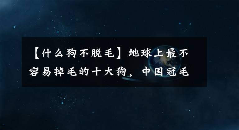 【什么狗不脫毛】地球上最不容易掉毛的十大狗，中國冠毛犬榜上有名，你喜歡哪個？