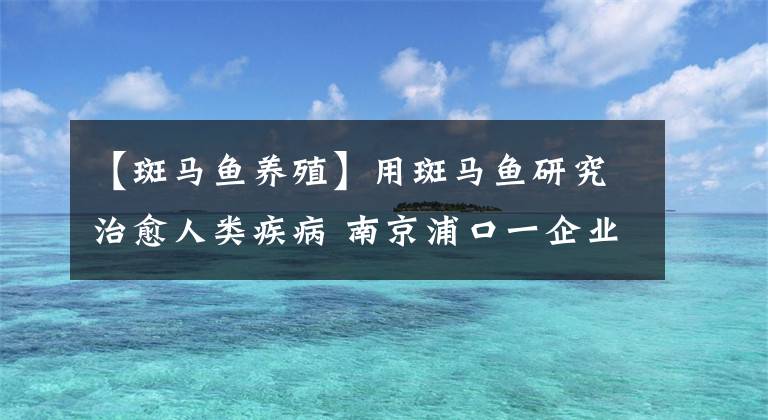 【斑馬魚養(yǎng)殖】用斑馬魚研究治愈人類疾病 南京浦口一企業(yè)出臺養(yǎng)殖標(biāo)準(zhǔn)