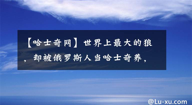 【哈士奇網(wǎng)】世界上最大的狼，卻被俄羅斯人當(dāng)哈士奇養(yǎng)，狼：給點面子行嗎？