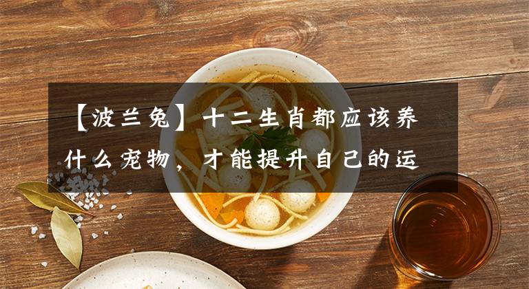 【波蘭兔】十二生肖都應(yīng)該養(yǎng)什么寵物，才能提升自己的運(yùn)勢