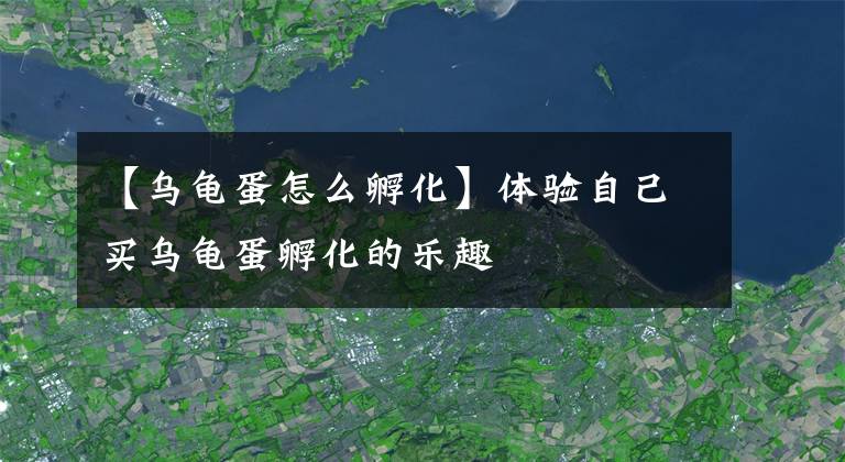 【烏龜?shù)霸趺捶趸矿w驗(yàn)自己買烏龜?shù)胺趸臉啡?></a></div> <div   id=