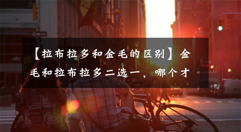 【拉布拉多和金毛的區(qū)別】金毛和拉布拉多二選一，哪個才更適合新手養(yǎng)？聽聽獸醫(yī)說的吧