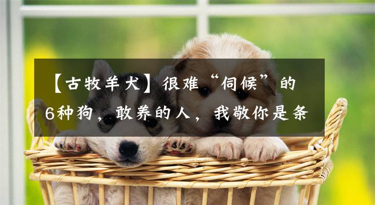 【古牧羊犬】很難“伺候”的6種狗，敢養(yǎng)的人，我敬你是條漢子