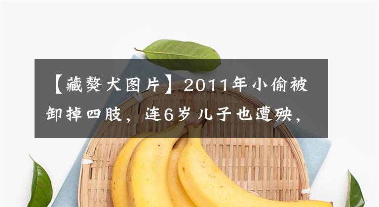 【藏獒犬圖片】2011年小偷被卸掉四肢，連6歲兒子也遭殃，警察：起因是一條藏獒