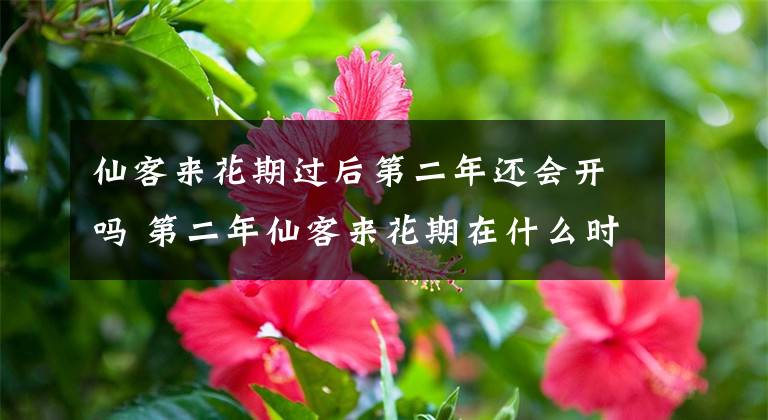 仙客來花期過后第二年還會開嗎 第二年仙客來花期在什么時間