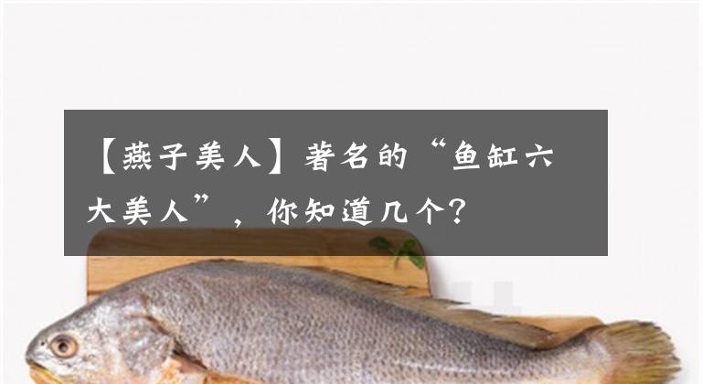 【燕子美人】著名的“魚缸六大美人”，你知道幾個(gè)？