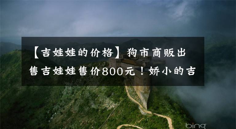 【吉娃娃的價格】狗市商販出售吉娃娃售價800元！嬌小的吉娃娃是你的心頭愛嗎？