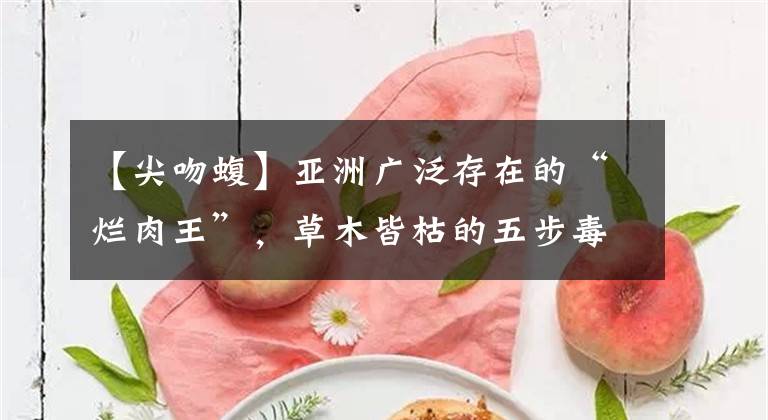 【尖吻蝮】亞洲廣泛存在的“爛肉王”，草木皆枯的五步毒蛇——尖吻蝮