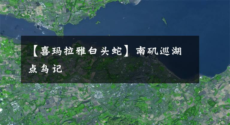 【喜瑪拉雅白頭蛇】南磯巡湖點(diǎn)鳥(niǎo)記