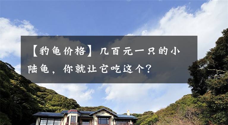 【豹龜價(jià)格】幾百元一只的小陸龜，你就讓它吃這個(gè)？