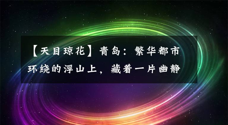 【天目瓊花】青島：繁華都市環(huán)繞的浮山上，藏著一片幽靜的情人林