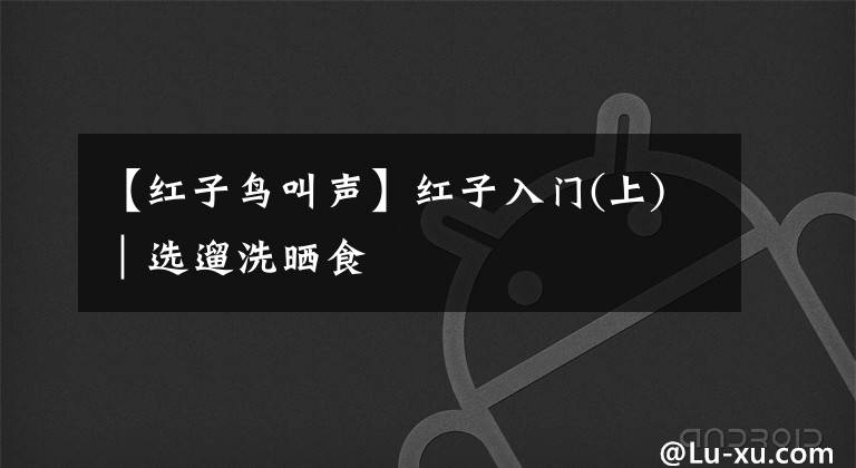 【紅子鳥叫聲】紅子入門(上)｜選遛洗曬食