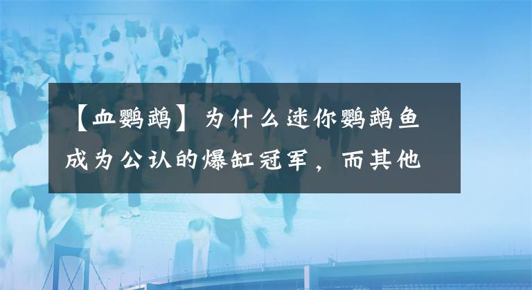 【血鸚鵡】為什么迷你鸚鵡魚成為公認(rèn)的爆缸冠軍，而其他觀賞魚就不行？