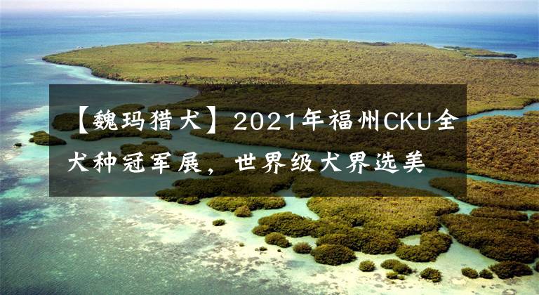 【魏瑪獵犬】2021年福州CKU全犬種冠軍展，世界級犬界選美盛會