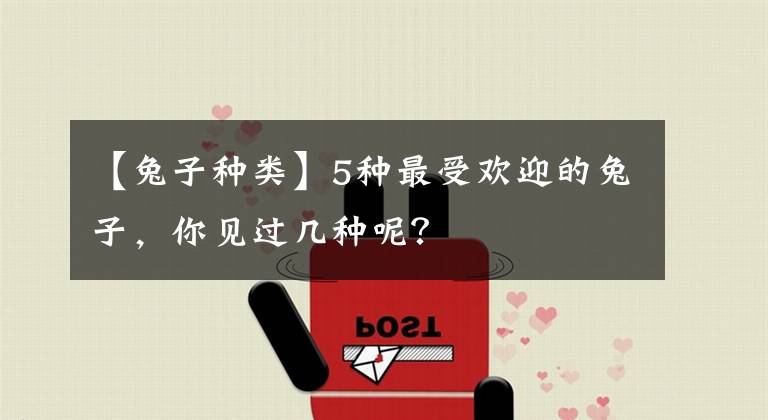 【兔子種類】5種最受歡迎的兔子，你見過幾種呢？