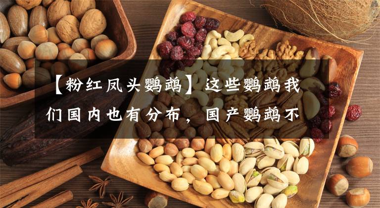 【粉紅鳳頭鸚鵡】這些鸚鵡我們國內(nèi)也有分布，國產(chǎn)鸚鵡不如國外鸚鵡？到底差在哪