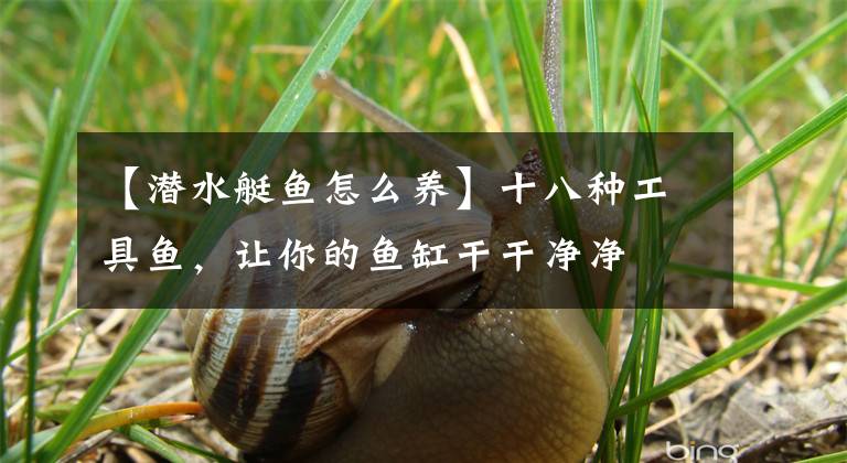 【潛水艇魚(yú)怎么養(yǎng)】十八種工具魚(yú)，讓你的魚(yú)缸干干凈凈