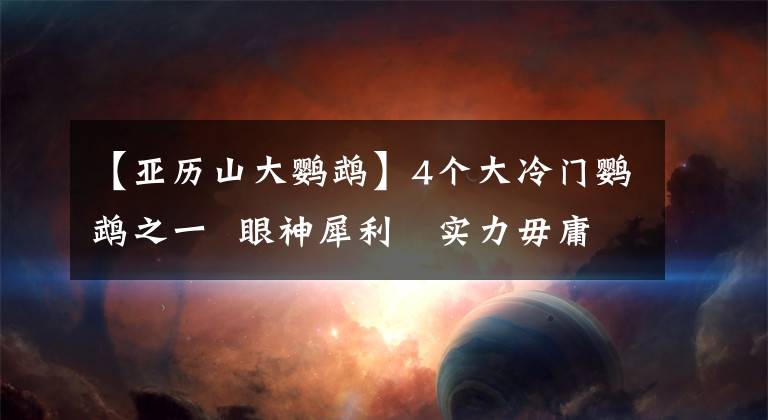 【亞歷山大鸚鵡】4個大冷門鸚鵡之一 眼神犀利 實力毋庸置疑 可惜大家都不懂