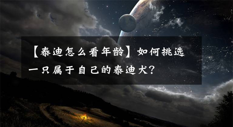 【泰迪怎么看年齡】如何挑選一只屬于自己的泰迪犬？