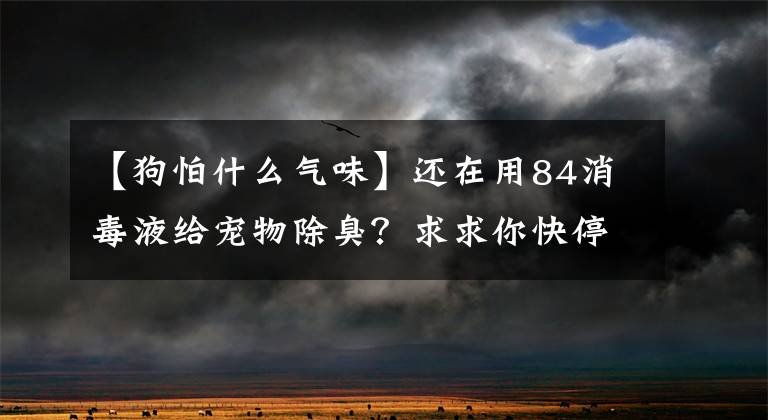 【狗怕什么氣味】還在用84消毒液給寵物除臭？求求你快停手