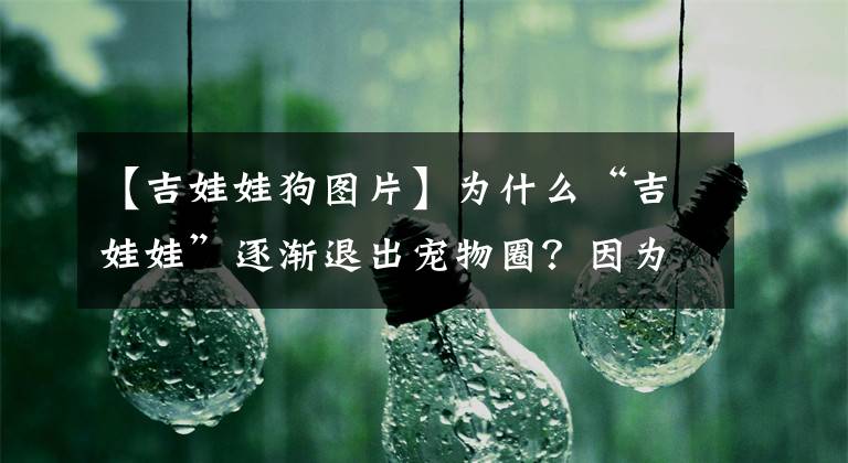 【吉娃娃狗圖片】為什么“吉娃娃”逐漸退出寵物圈？因?yàn)樘y養(yǎng)了