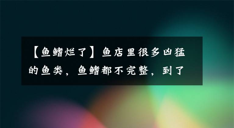 【魚鰭爛了】魚店里很多兇猛的魚類，魚鰭都不完整，到了我們家里就是有病了？