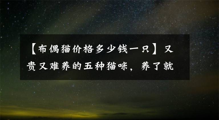 【布偶貓價(jià)格多少錢一只】又貴又難養(yǎng)的五種貓咪，養(yǎng)了就想把它送走，心累