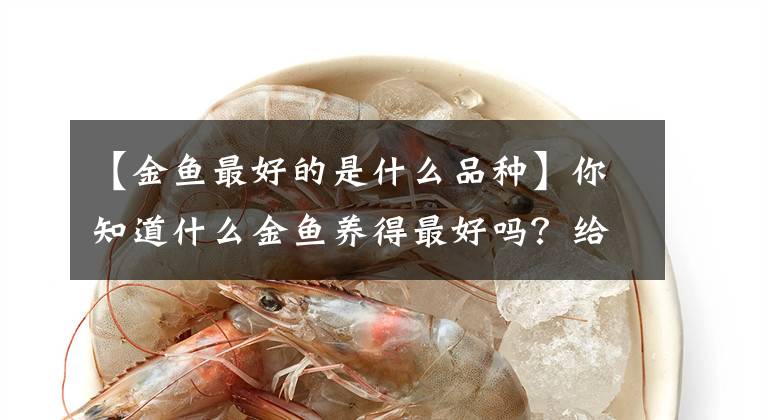 【金魚最好的是什么品種】你知道什么金魚養(yǎng)得最好嗎？給新手朋友們一些參考資料