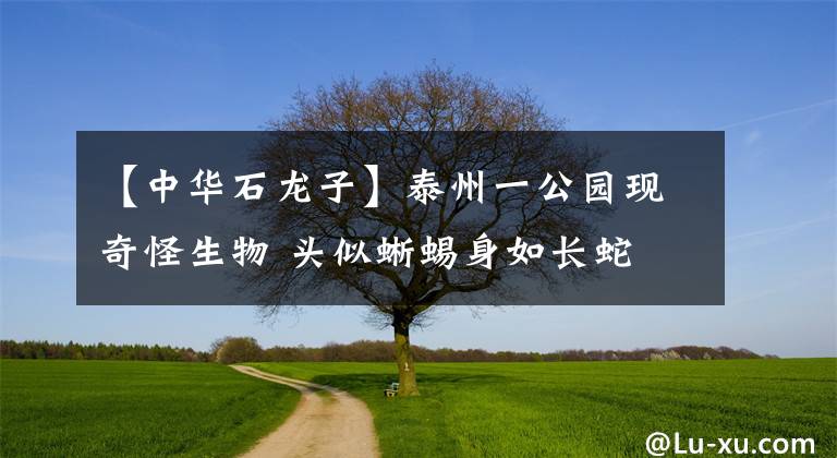 【中華石龍子】泰州一公園現(xiàn)奇怪生物 頭似蜥蜴身如長蛇