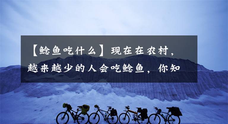 【鯰魚吃什么】現(xiàn)在在農(nóng)村，越來越少的人會吃鯰魚，你知道為什么嗎？