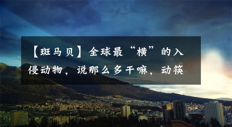 【斑馬貝】全球最“橫”的入侵動(dòng)物，說(shuō)那么多干嘛，動(dòng)筷就能解決的事情