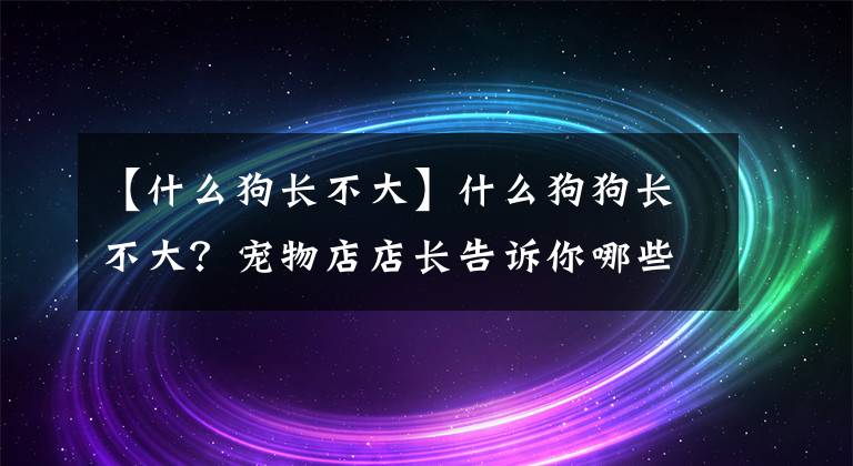 【什么狗長不大】什么狗狗長不大？寵物店店長告訴你哪些狗狗長不大？