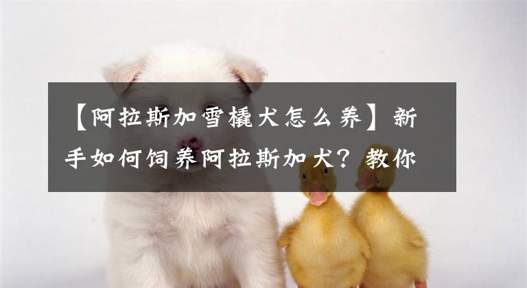 【阿拉斯加雪橇犬怎么養(yǎng)】新手如何飼養(yǎng)阿拉斯加犬？教你輕松飼養(yǎng)