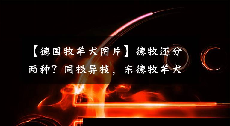 【德國牧羊犬圖片】德牧還分兩種？同根異枝，東德牧羊犬和西德牧羊