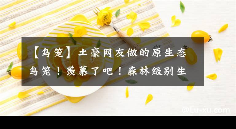 【鳥籠】土豪網(wǎng)友做的原生態(tài)鳥籠！羨慕了吧！森林級別生態(tài)養(yǎng)鳥！想住嗎？