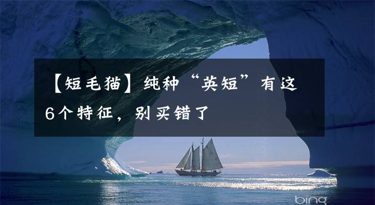 【短毛貓】純種“英短”有這6個(gè)特征，別買(mǎi)錯(cuò)了