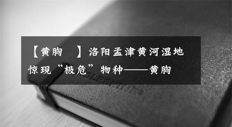 【黃胸鹀】洛陽孟津黃河濕地驚現(xiàn)“極危”物種——黃胸鹀