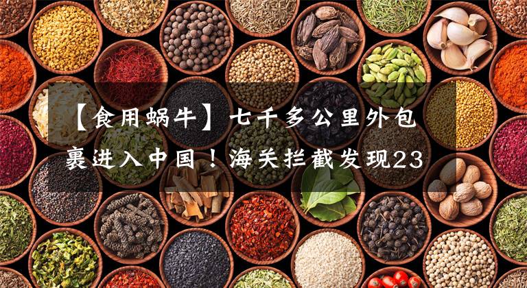 【食用蝸牛】七千多公里外包裹進(jìn)入中國！海關(guān)攔截發(fā)現(xiàn)239只蝸牛，危害多大？