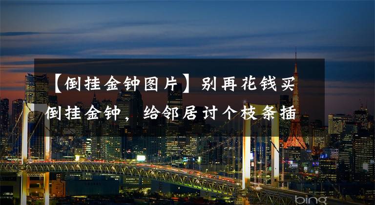 【倒掛金鐘圖片】別再花錢買倒掛金鐘，給鄰居討個枝條插土里，15天長新芽開花美