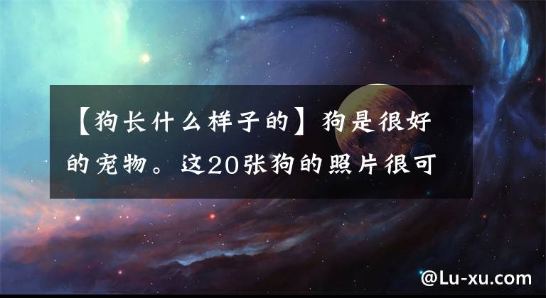 【狗長(zhǎng)什么樣子的】狗是很好的寵物。這20張狗的照片很可愛(ài)